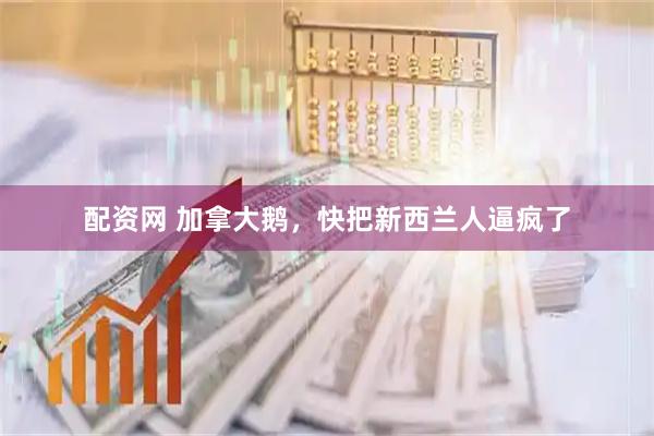 配资网 加拿大鹅，快把新西兰人逼疯了